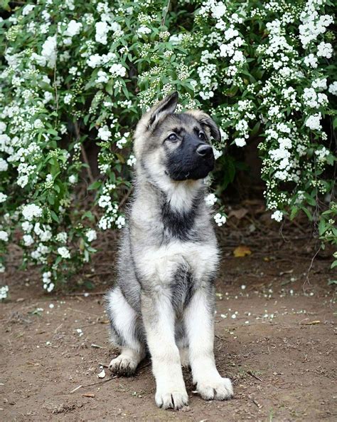 8,093 likes · 13 talking about this. Silver sable german shepherd puppy from Bellevue German ...