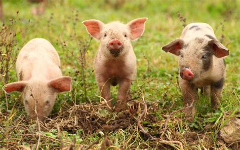 Française, trois, jouets et beaucoup plus. Greffe : un babouin survit six mois avec un cœur de cochon