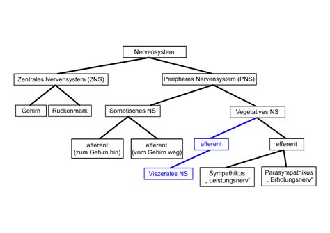 Das periphere nervensystem (pns) umfasst den teil des nervensystems, der außerhalb des gehirns und rückenmarks gelegen ist. 3.2 Anatomische und funktionelle Gliederung