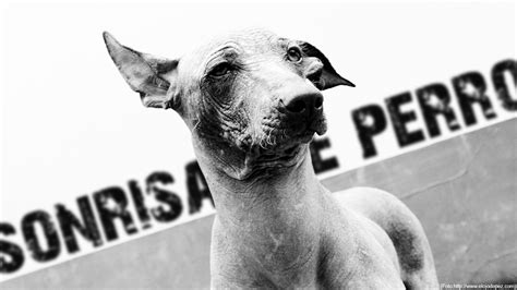 Deviantart is the world's largest online social community for artists and art enthusiasts, allowing people to connect through the creation and sharing of art. Sonrisas de Perro: Franz Kafka y el Perro