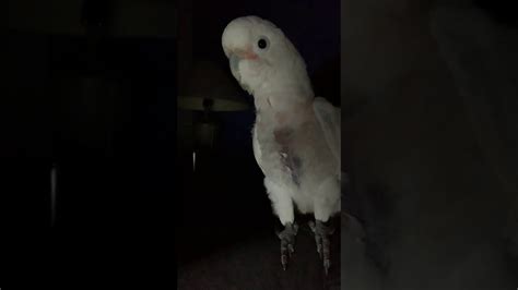 He just told me to avoid tv before bedtime. Cockatoo Turbo sweetness overload before bedtime🥰 - YouTube