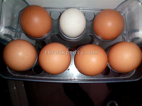 Maybe you would like to learn more about one of these? Kandungan Gizi Telur Ayam - Ternakpedia