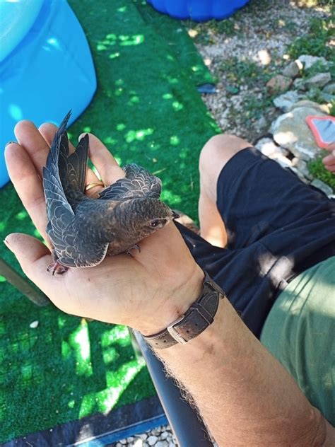 Di fronte alla grotta del vento. Rondone ferito a Bagnoli Irpino, salvato dalla Forestale ...