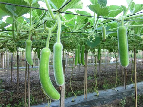 It's a long article so i recommend you bookmark (ctrl+d or command+d on a mac) and come back to it as. Smart Money Guide: Glasshouse Tomatoes, Long Melons ...