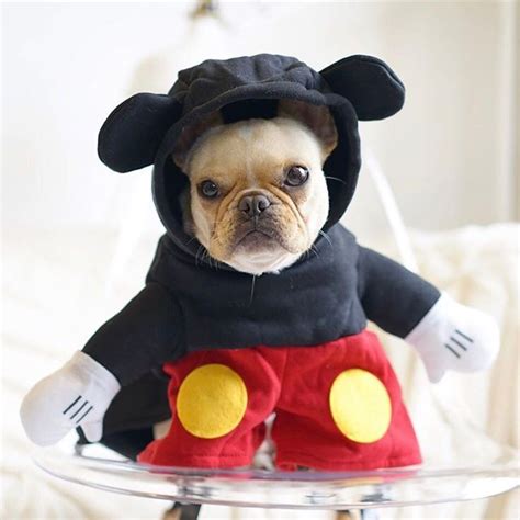 The most common french bulldog costume material is fabric. Leo the French Bulldog Puppy in a Micky Mouse Costume ...