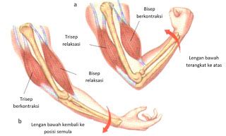 Yang sebagian besar pada otot tersusun dalam pasangan yang antagonis. RANGKA,OTOT DAN PESAWAT SEDERHANA - Berbagi Ilmu Bersama ...