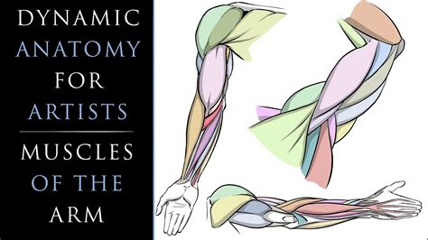 It contains great sketches to help you gain a better understanding of the anatomy. Dynamic Anatomy for Artists - Drawing the Muscles of the ...