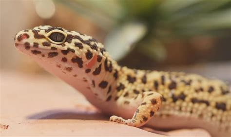 There have been cases of leopard geckos living to be as old as 30, but while possible its usually rare for them to reach that age. How Long Do Leopard Geckos Live? Leopard Gecko Lifespan ...