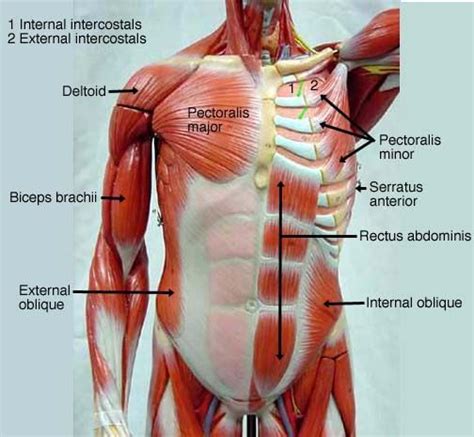 It permits movement of the body, maintains posture and circulates blood throughout the body. muscular system labeled | Muscle anatomy, Human anatomy ...