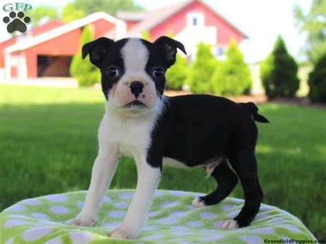 Symptoms of stenotic nares include a foamy discharge when your dog breathes, noisy breathing, blue gums or fainting. Boston Terrier Puppies For Sale In PA