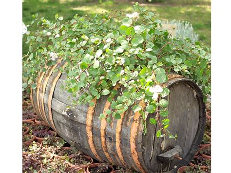 Fiori spontanei di colore bianco. Coltiva i capperi: crescono anche in vaso | Giardinaggio, Giardini di erbe, Fiori