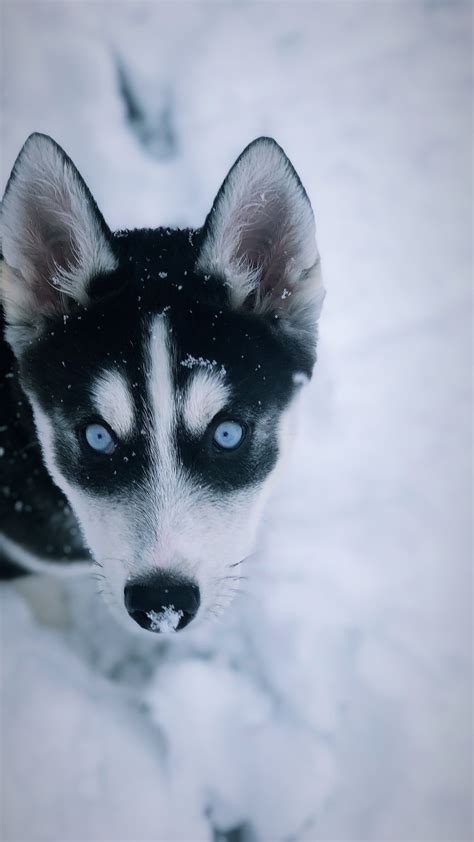 9 weeks old siberian husky puppy loki growing up: Snowy days #husky #puppy #dog #snowday | Cute animals, Dog ...