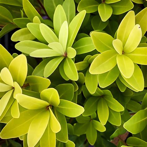 Yellow anise tree 'florida sunshine', small anise tree 'florida sunshine', swamp star anise 'florida sunshine', hardy anise shrub 'florida sunshine'. Florida Sunshine Anise Shrub For Sale Online | The Tree Center