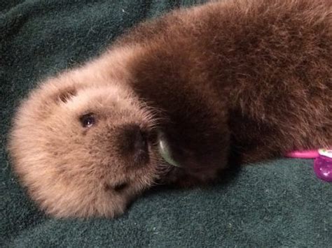 In addition to ellie, shedd's current sea otter group also includes rescues. Adorable baby sea otter to call Vancouver Aquarium home ...