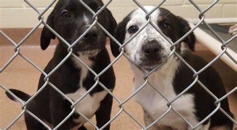 We need some one to bottle feed these 5 puppies! Animal-Shelter Rift In Logan Puts Strays At Police Station ...