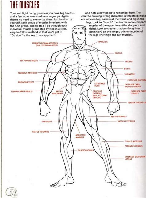 You need the anatomy knowledge and the tricks for. comic book anatomy | ~* Anatomy *~ | Pinterest | Anatomy ...