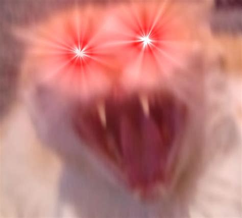 Permanent eye damage may result. See the Incredible Funny Glowing Eyes Cat Memes ...