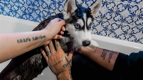 We'd recommend spreading this across the day and vary your walking routes so they don't it's really important that husky puppies from a breeder get the right early socialisation so always ask the breeder about how they go about this. Husky Puppy Has His First Bath! - YouTube