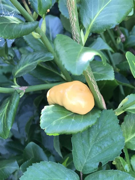 Next determine how much growing space is needed for each of those crops. What are these yellow blobs in my garden? There are ...