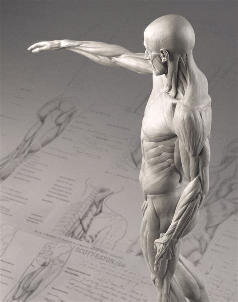 A sculpture in precious white carrara marble reproducing the torso gaddi, the famous fragmentary sculpture displayed in the uffizi museums in florence, which inspired many great artists of the renaissance, including michelangelo. The future of infusing art into anatomy - TEDMED ...