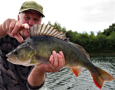 Is this the best-ever haul of big UK perch? - Fishunter