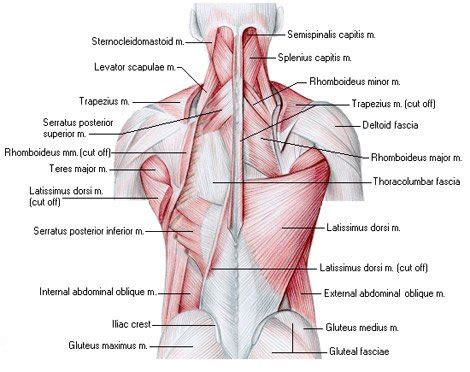 But what are these muscles and. 8 Week Intense Workouts: Part 1 - Back Workout | Muscle ...