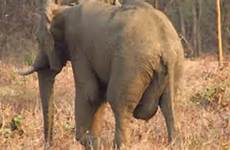 elephant giant genitals animal swollen