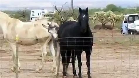 Una enorme colección, una variedad increíble, más de 100 millones de imágenes rf y rm de alta calidad y a un precio asequible. caballo Cruza Burro Celo Apareamiento en con - video dailymotion