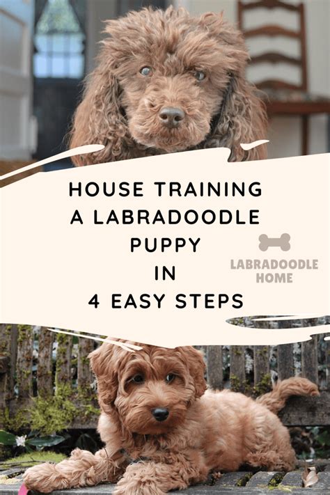 Pavlov offers obedience, behavior, & puppy training. House Training a Labradoodle Puppy - In 4 Easy Steps ...