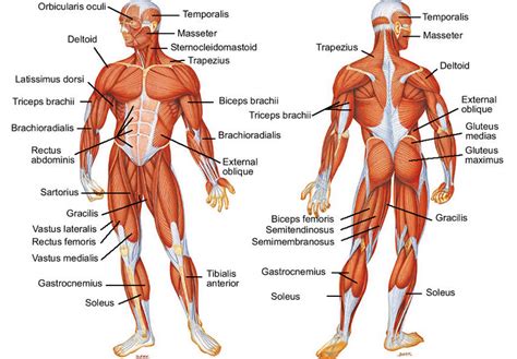 Otot (disebut o.tot) merupakan jalinan tisu dalam tubuh sebarang hidupan termasuk manusia atau haiwan yang punya tugas utamanya mengucup dan mengendur. Definisi dan Fungsi Otot Rangka Manusia