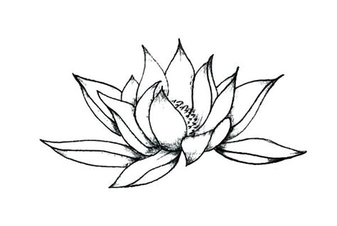 Jasmine Flower Drawing | Free download on ClipArtMag