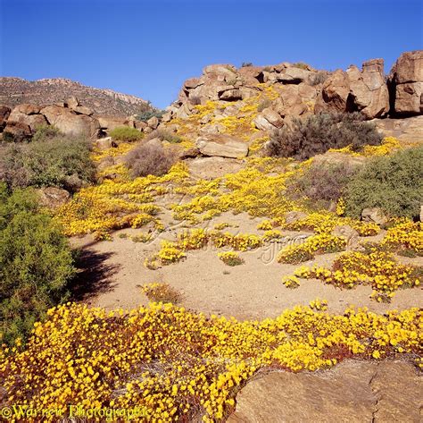 At fleurop, our skilled floral designers endeavour to create unique floral designs, with imaginative, thoughtful as well as fun themes. Desert flowers at Nababeep photo WP04598