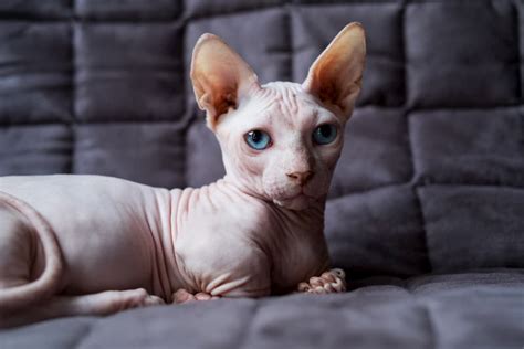 It appears that the hairlessness trait first came into the spotlight. Hairless Cat Adoption: Important Tips For Bringing Home a ...