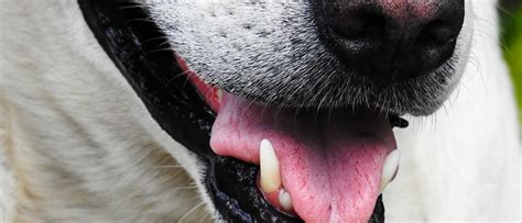 How much is a teeth cleaning cost in sydney? The Average Cost for Dog Teeth Cleaning | Wellness Pet Food