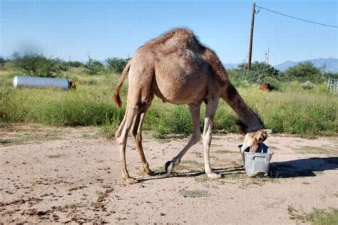 They have to stay in the open fair ground under small tents for day after day to sell and buy their camels. The funniest camel in the world (22 pics) - Izismile.com