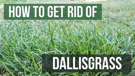 What's the best way to dispose of briar vines? How to Get Rid of Dallisgrass - YouTube