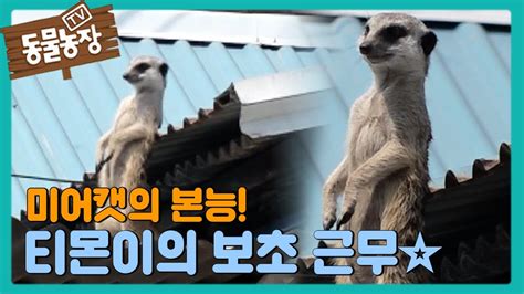 We did not find results for: 미어캣의 본능☆ 티몬이의 '보초 근무' I TV동물농장 (Animal Farm) | SBS Story - YouTube