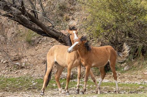 Dzicy Konie Walczy W Arizona Pustyni Zdjęcie Stock - Obraz złożonej z ...