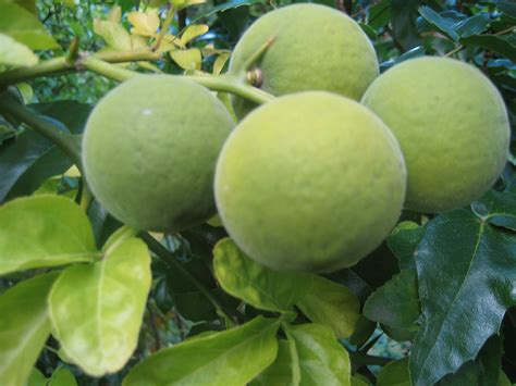 Poncirus trifoliata Früchte