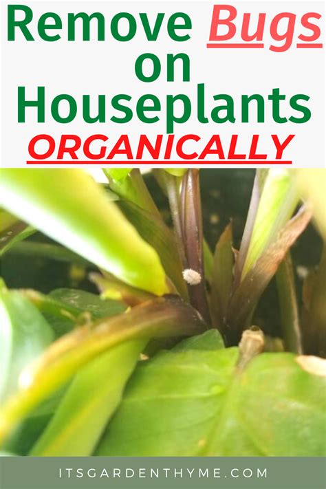 Instead of using a heavy chemical pesticide systemically to get rid of mealybugs but also the rest of the bugs in your garden, no matter how beneficial or innocent they are, you can use insecticidal soap as an alternative. How To Get Rid Of Mealybugs On Houseplants in 2020 ...