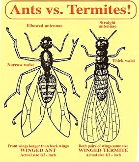 Hiring a professional termite exterminator to inspect and treat your home can vary in price from $900 dollars to upwards of $2500 dollars. Bug Blog by Witten Pest Control