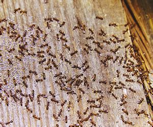 Unlike the similarly problematic termite, the carpenter ant. Pest Control Services - ATTENTION Pest Solutions