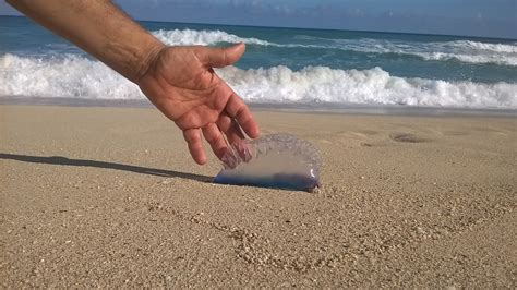 La caravella portoghese (physalia physalis linnaeus, 1758) è un celenterato marino, una delle due specie del genere physalia insieme a physalia utriculus. caravella portoghese | JuzaPhoto