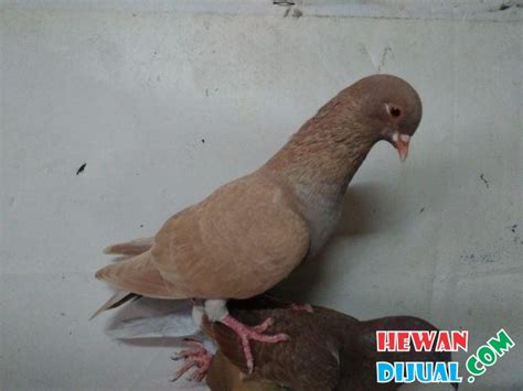 Vlog penjual burung merpati kolong meja, dengan harga paling murah 20ribu sampai paling mahal 3juta. Dijual Burung Dara di Jakarta Selatan | HewanDiJual.com