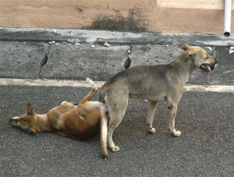 What to do if dogs get stuck together for a novice owner, being anxious about the condition of his dog is normal but never try to separate the dogs, since both dogs will get hurt if you do so. Dog breed animal planet, picture of dogs mating, leash ...