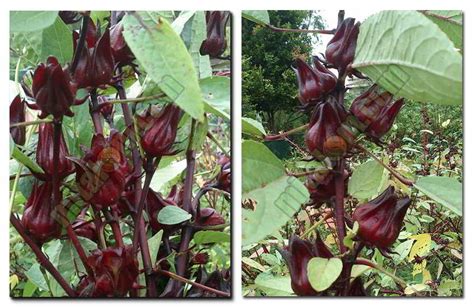 Bunga rosella merupakan bunga yang memiliki nama latin (hibiscus sabdariffah) adalah bunga rosella pada umumnya sering dijadikan minuman atau sirup. KANDUNGAN KIMIA BUNGA ROSELLA PDF