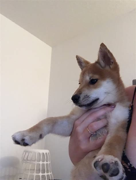 Color:shiba inu breed may be red, sesame, black and tan or white with cream markings. Shiba Inu Puppies For Sale | Kissimmee, FL #320622