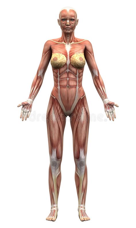 As they move further from the heart, arteries branch off and become. Female Anatomy Muscles - Anterior View Stock Illustration ...
