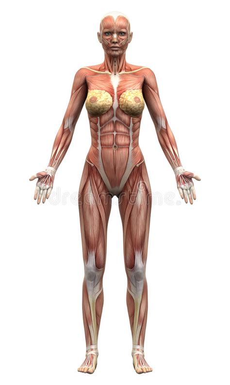 Original ingested molecules are often too large to be absorbed by the villi in the small. Female Anatomy Muscles - Anterior View Stock Illustration ...