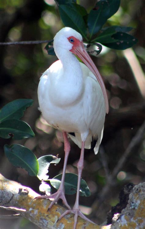 We did not find results for: Appalachian Journal : Birds of Florida